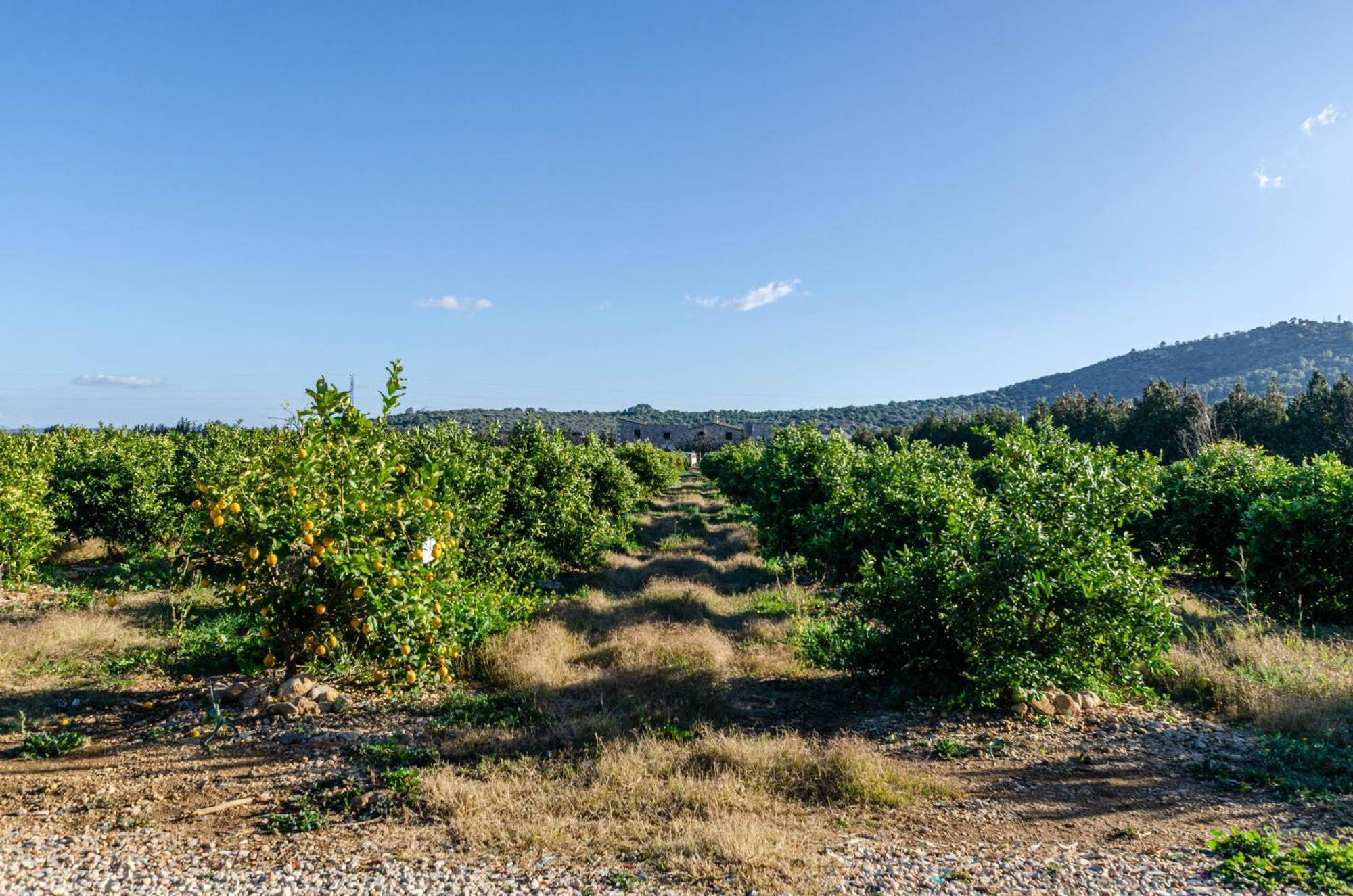 El Limonar De Mallorca - Agroturismo Ballerics Exterior foto