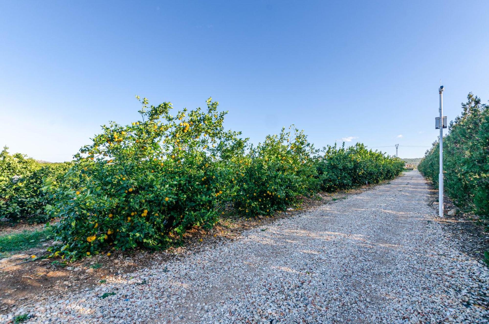 El Limonar De Mallorca - Agroturismo Ballerics Exterior foto